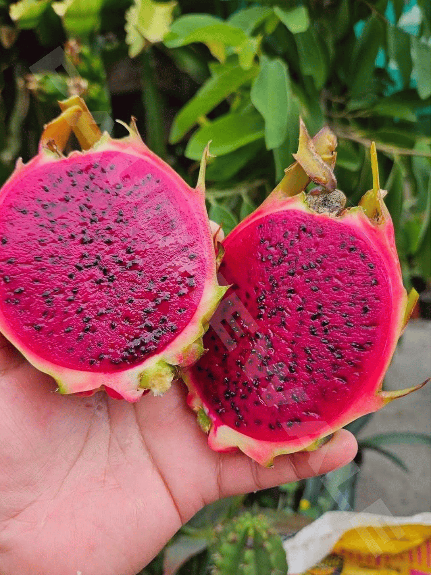 Rainbow Dragon Fruit Plant | Dragon Tree (Rooted)