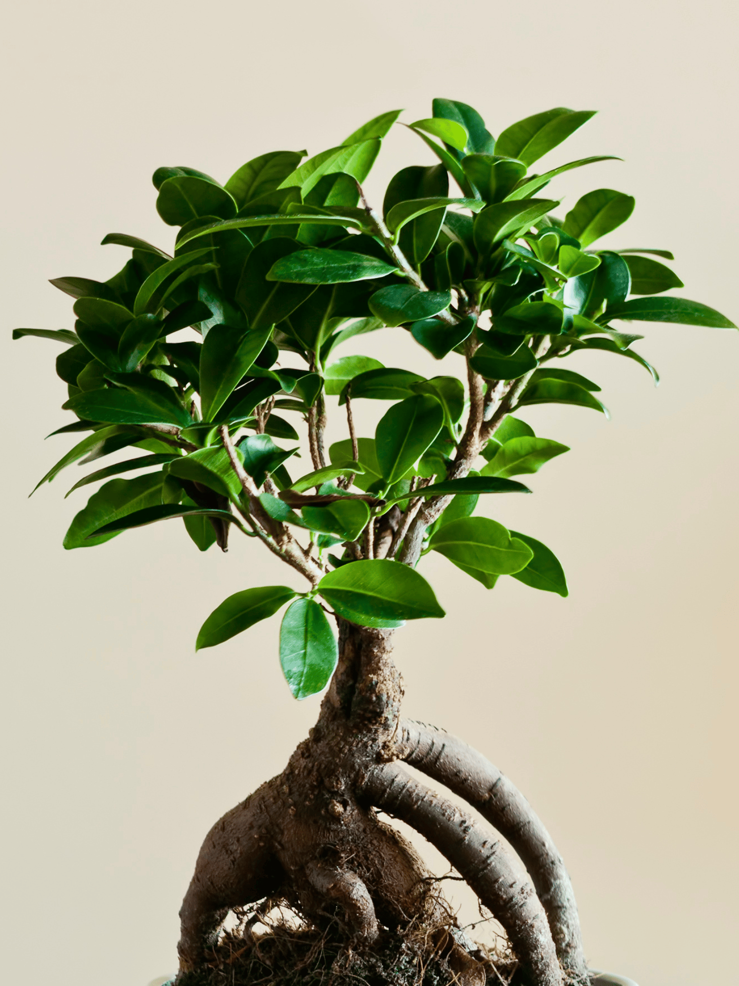Ficus Microcarpa Bonsai (Bare Rooted)