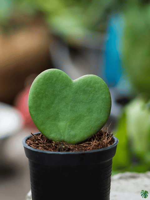 Hoya Heart Kerri Plant (Bare Rooted)