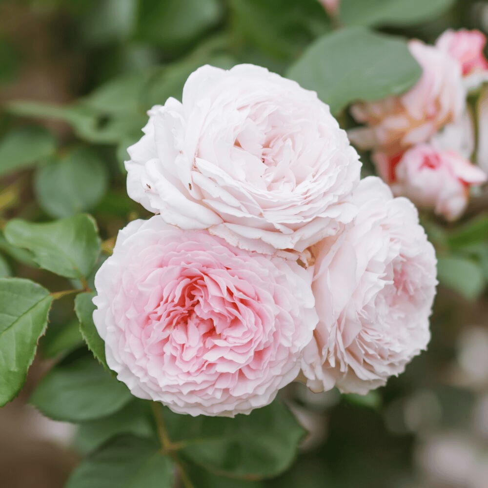 David Austin English Rose Plants (Pale Pink) - Grafted
