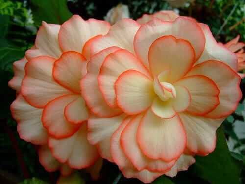 Begonia Double Imported Flower Bulbs (Orange/White)-(Pack Of 2 Bulbs)