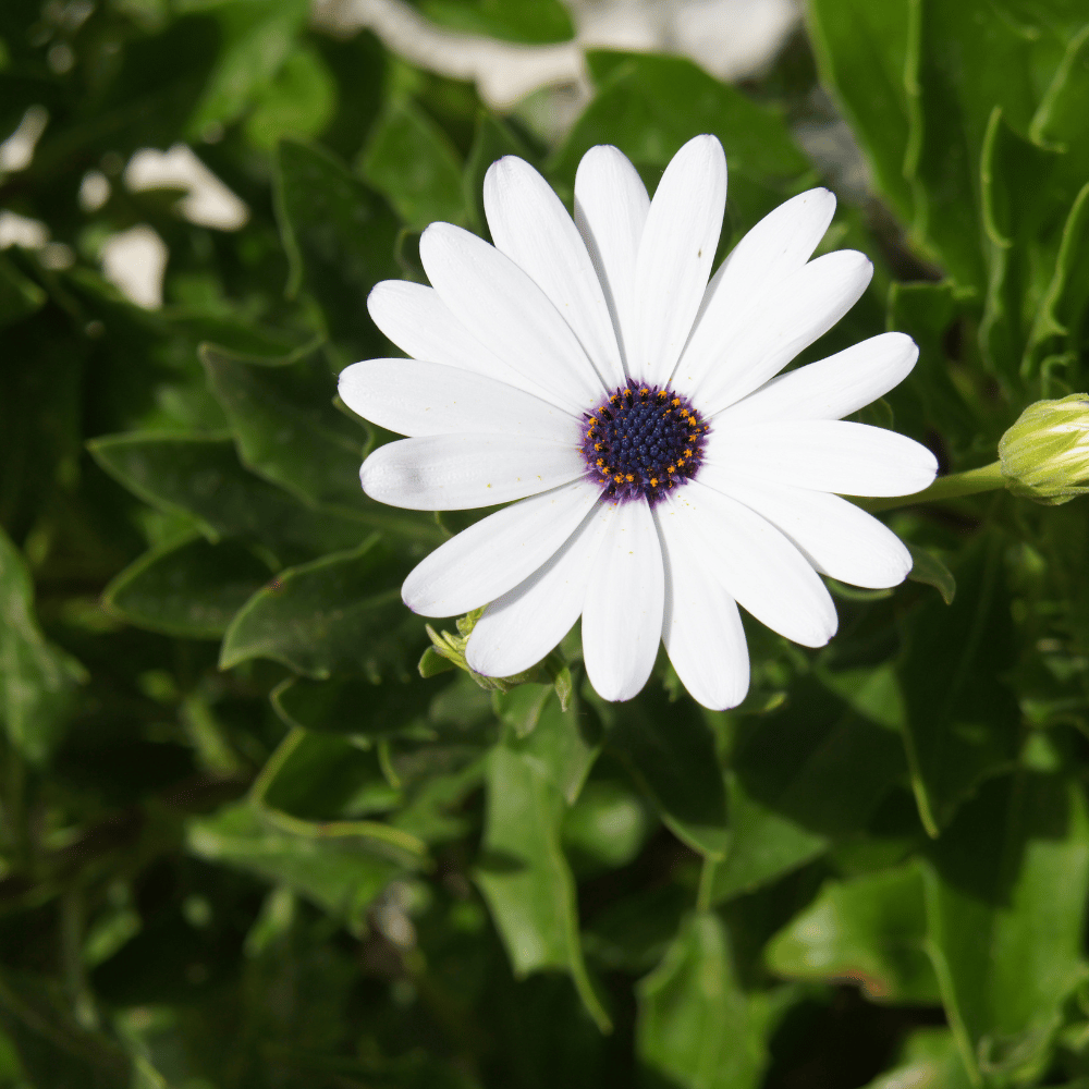 Dimorphotheca White Flower Seed (Pack of 25-30 Seeds)