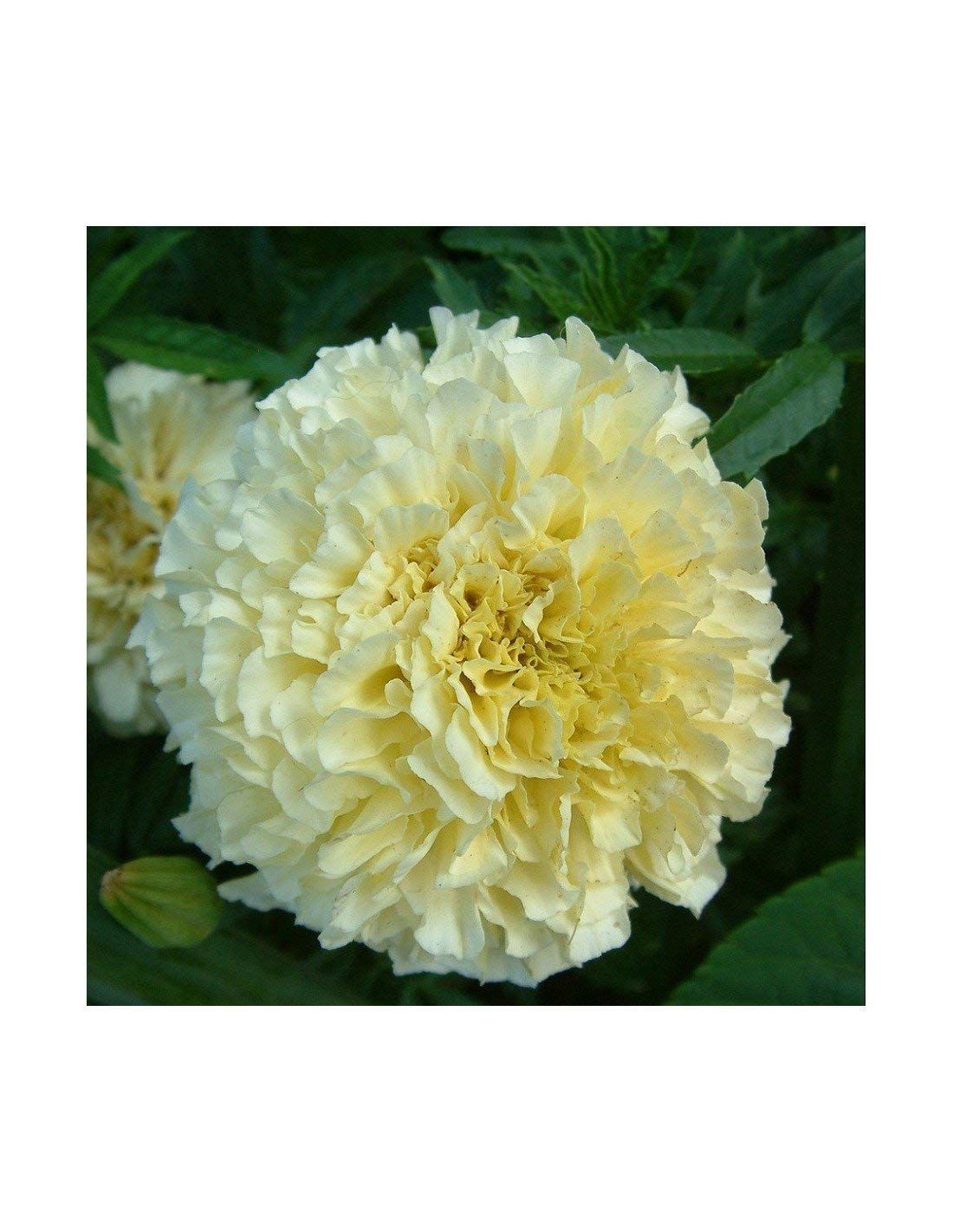 Marigold Vanilla Flower Seeds Online (Pack of 50+ Seeds)