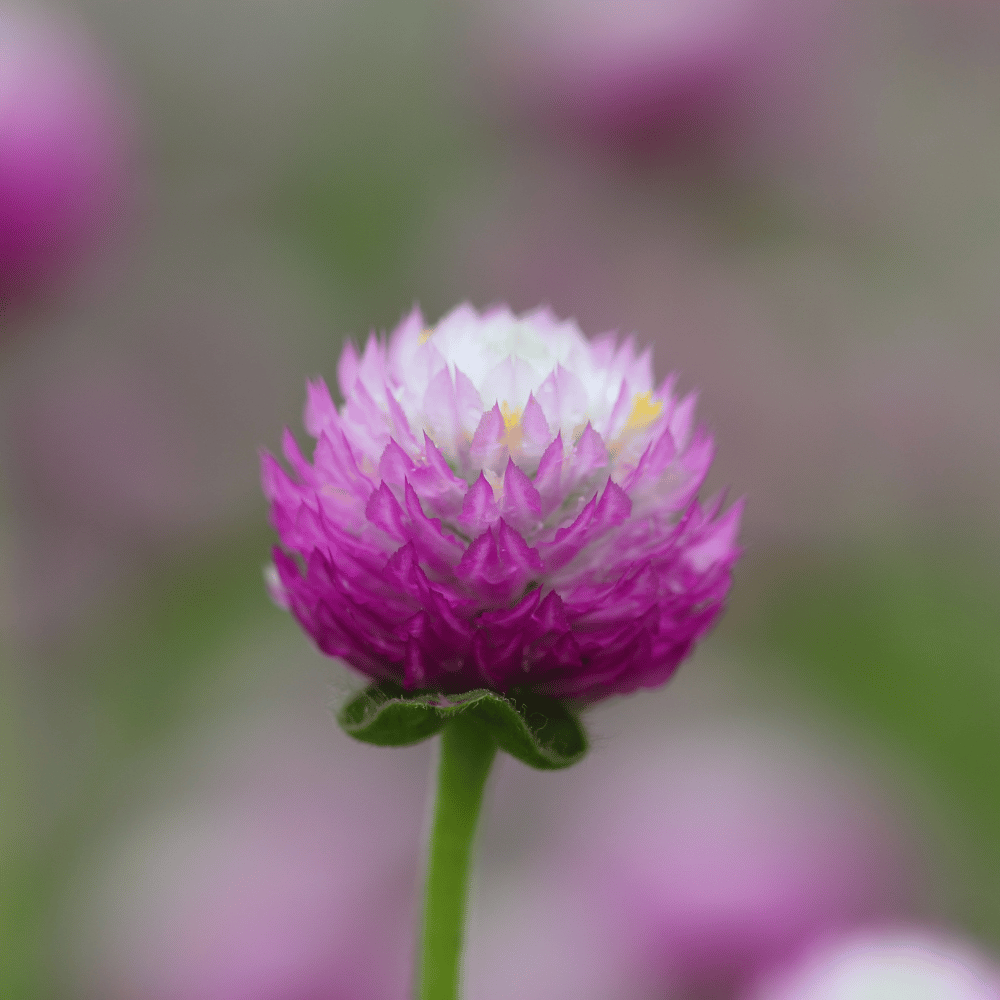 Gomphrena (Pink) Flower Seeds (Pack Of - 40 Seeds)