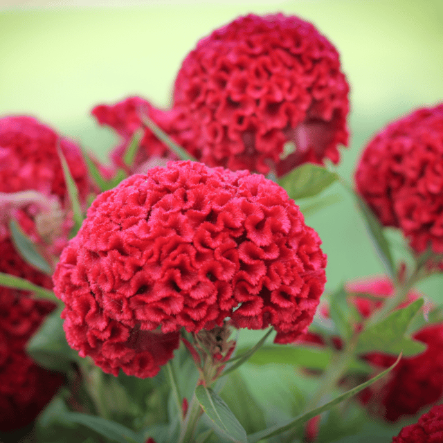 Cockscomb Mix Flower Seeds (Pack Of - 50 Seeds)