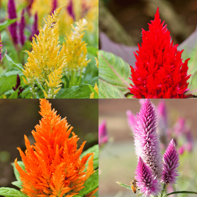 Celosia Mix Flower Seeds (Pack Of - 100 Seeds)