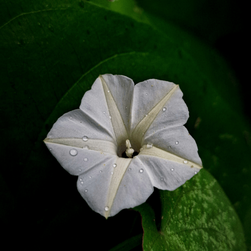 Morning Glory White Flower Seeds (Pack Of 15-20 Seeds)