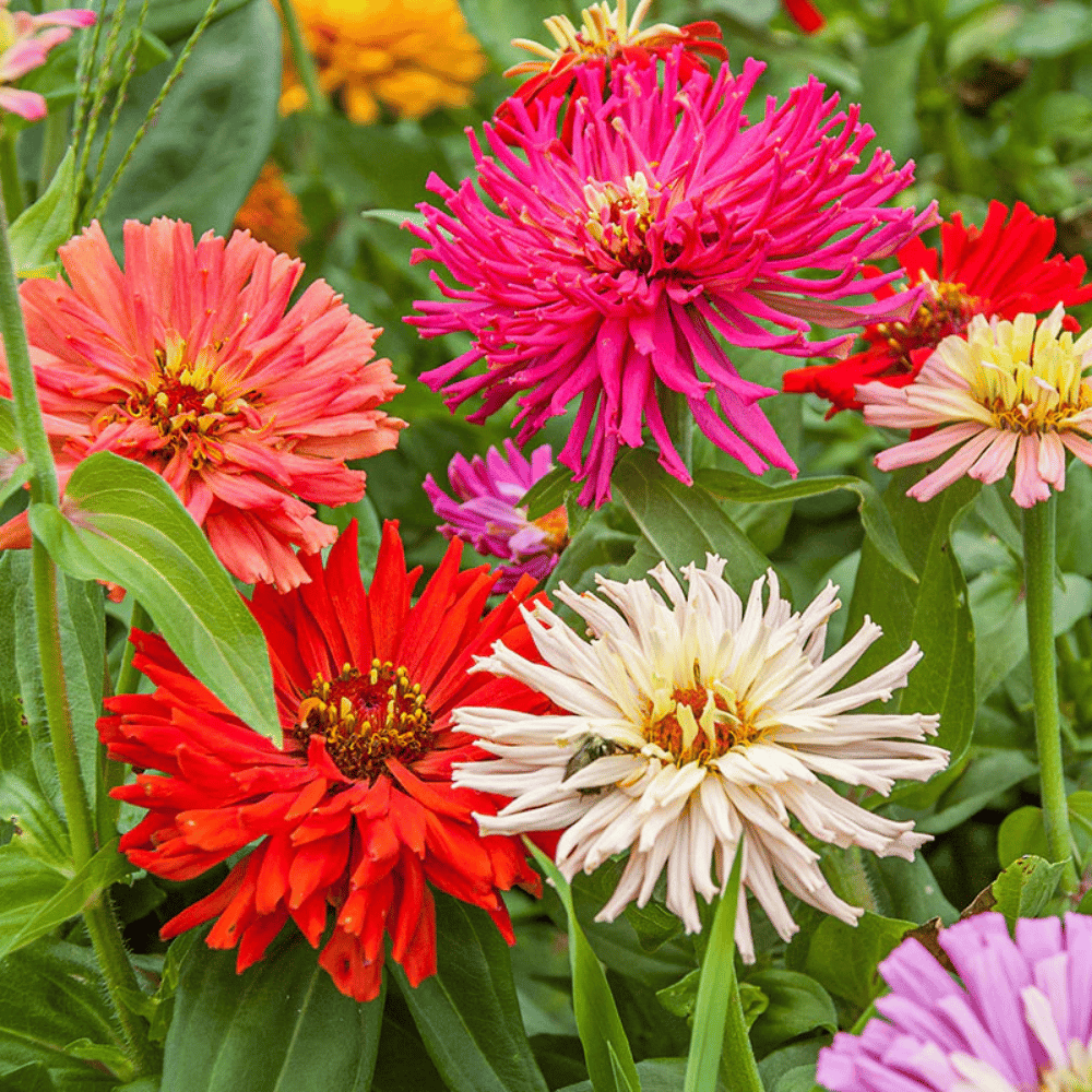 Zinnia Cactus Mix Flower Seeds (Pack Of - 20 Seeds)