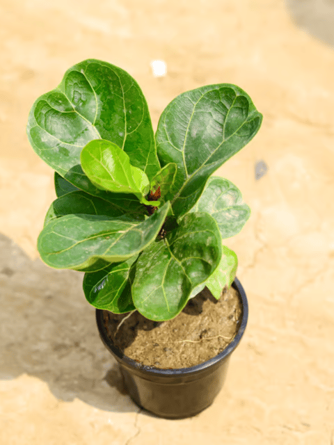 Fiddle Leaf Fig Houseplant