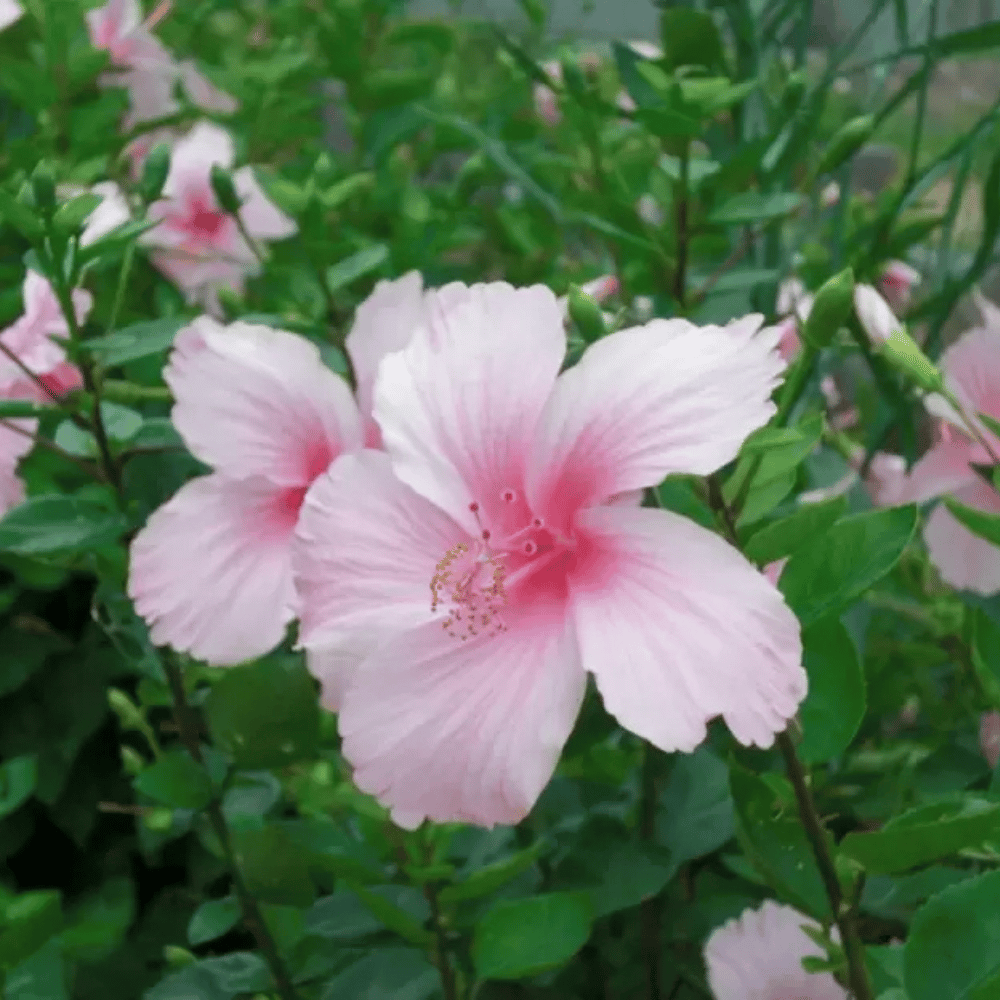 Hibiscus Rosa Sinensis Flower Plant