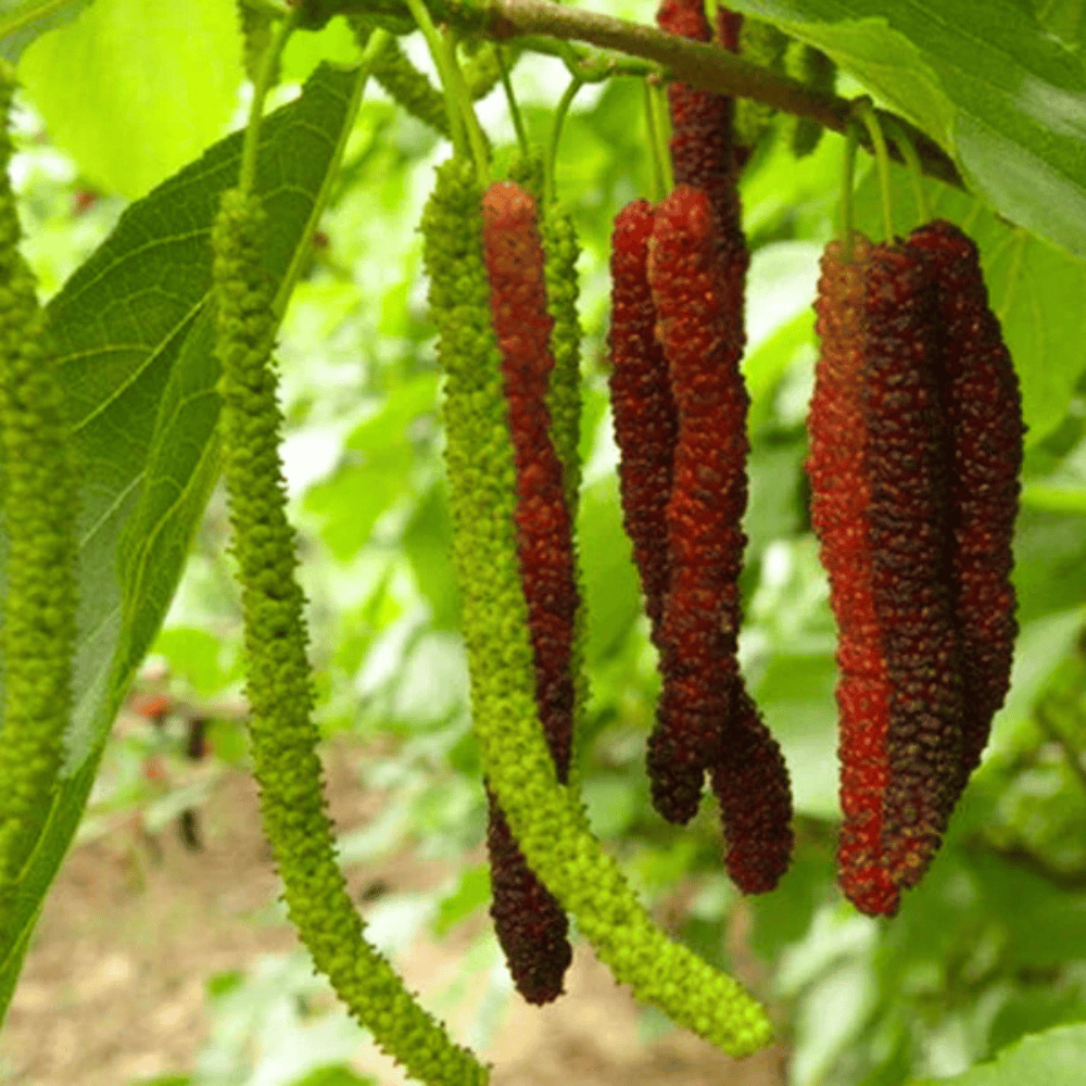 Agro Live Pakistan Long Mulberry Fruit Plant