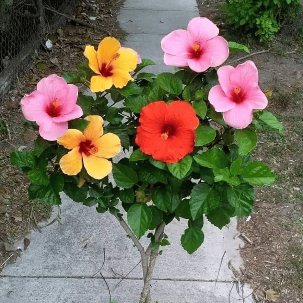 Pune Variety & American Beauty Multi Colour Hibiscus Plant Flower Plant (Grafted)