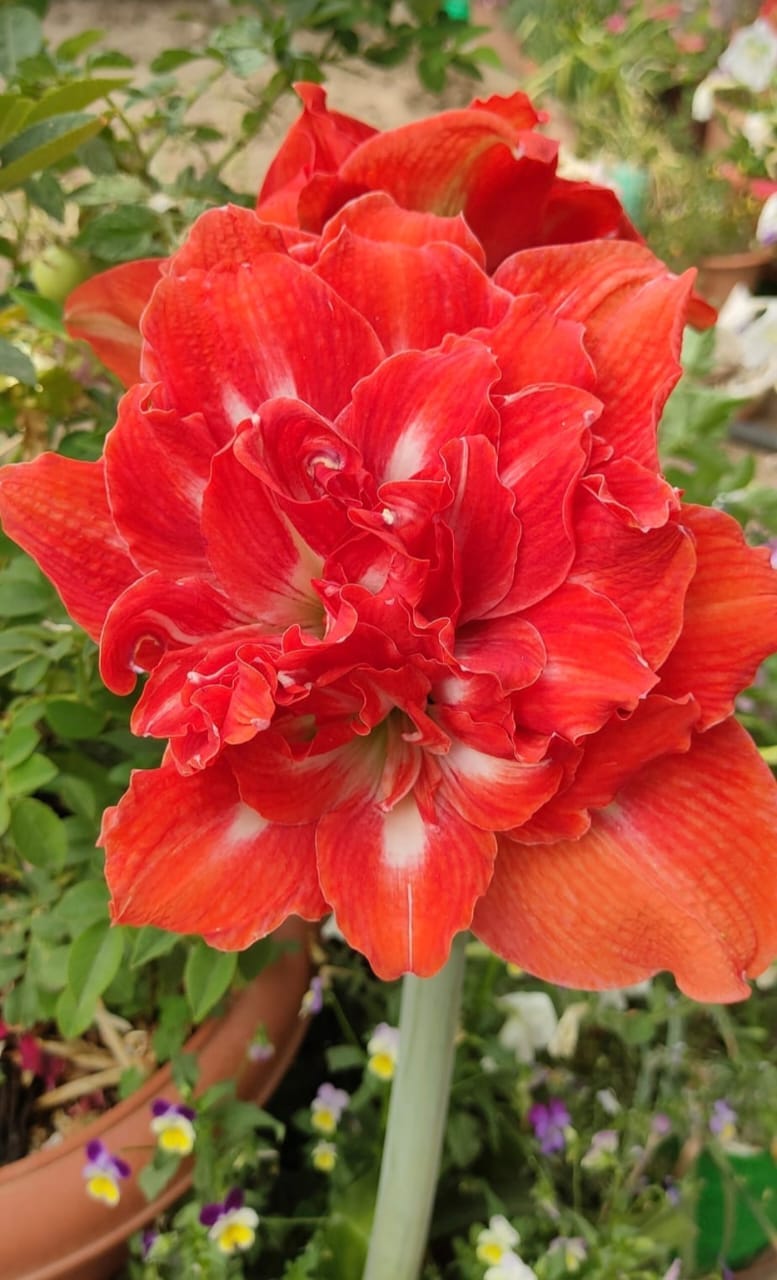 Amaryllis Double Petal Flower Bulbs(Mix Colour)-(Pack Of-4Bulbs)