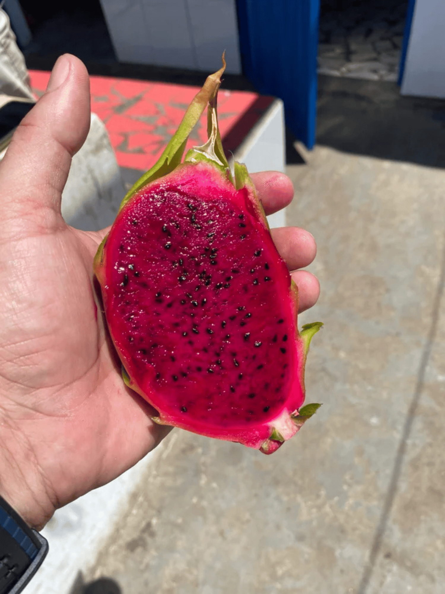 Red Moroccan Dragon Fruit Plant - Healthy Cuttings (Pack of 2)