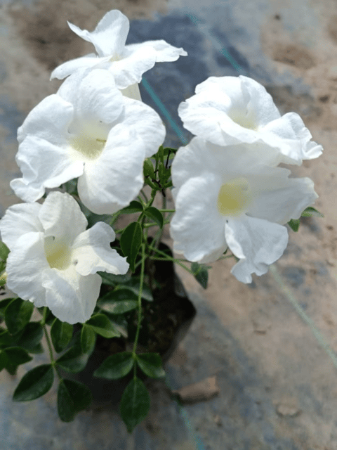 White Tecoma Live Flower Plant (Vine)