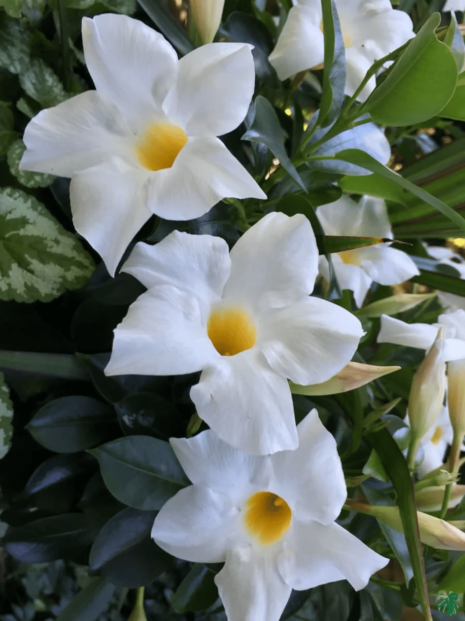 White Mandevilla Flower Plant