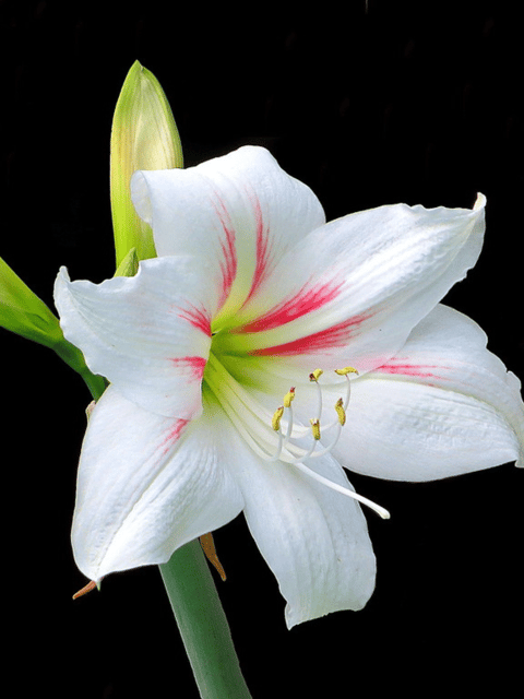 White & Red Line Holland Variety Amaryllis Lily Flower Bulbs (pack of 1)