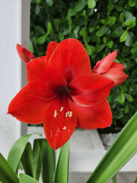 Red Holland Variety Amaryllis Lily Flower Bulb ( Pack of 1)