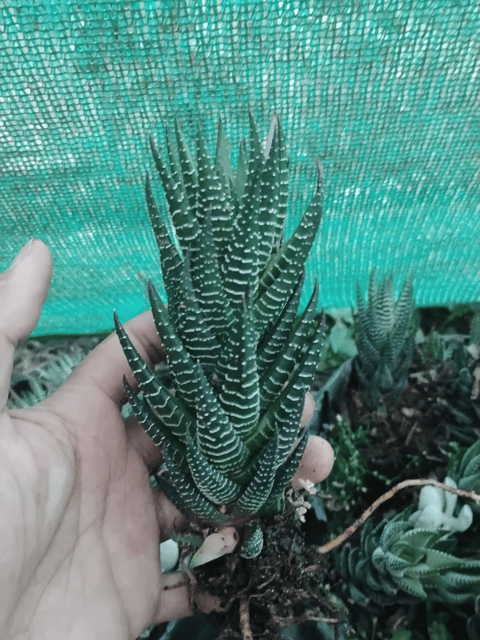 Zebra Haworthia Cone (Haworthia Fasciata) - Barerooted Plant