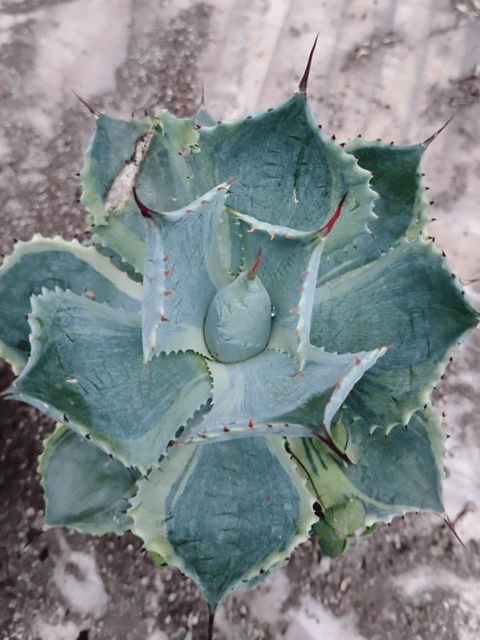 Agave Potatorum Cameron Blue Variegated Plant (Large Size)