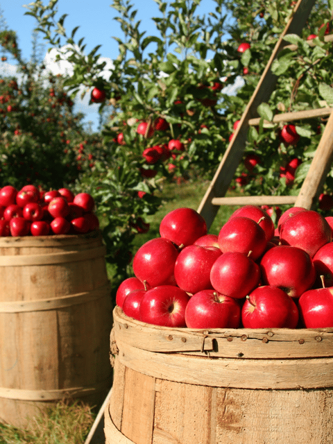 Kashmiri Apple Seeds – Premium 15 Seeds Pack