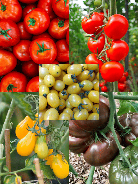5 Types of Tomato Seeds Combo – Desi, Cherry Red, Cherry Yellow, Pear Yellow & Black/Purple Tomatoes