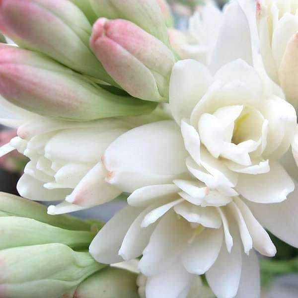 Rajnigandha Tuberose Double Petal Flower Bulbs (Set of 10)