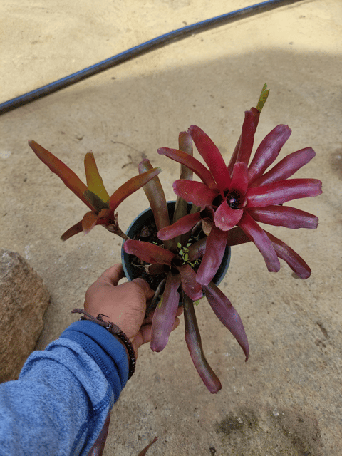 Neoregelia Fireball Bromeliad Plant (Bunch of Plants)