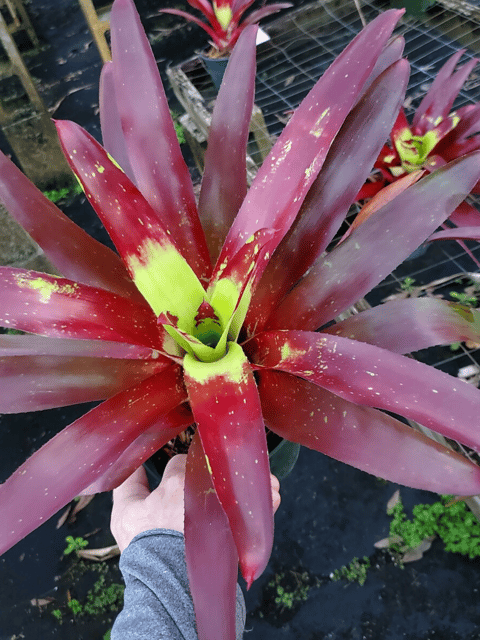 Neoregelia Fireball Bromeliad Plant