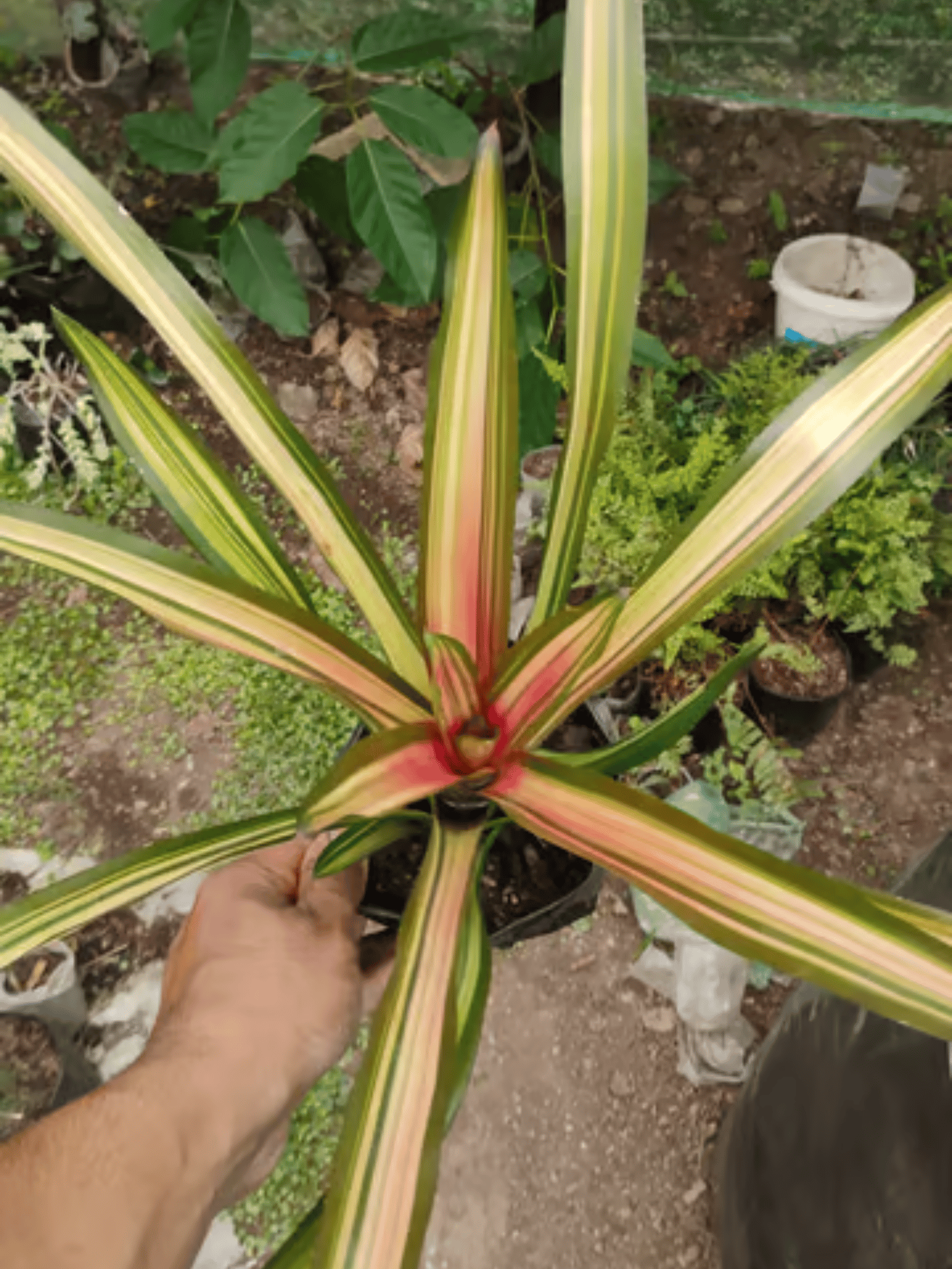 Hylaeaicum Eleutheropetalum Bromeliad