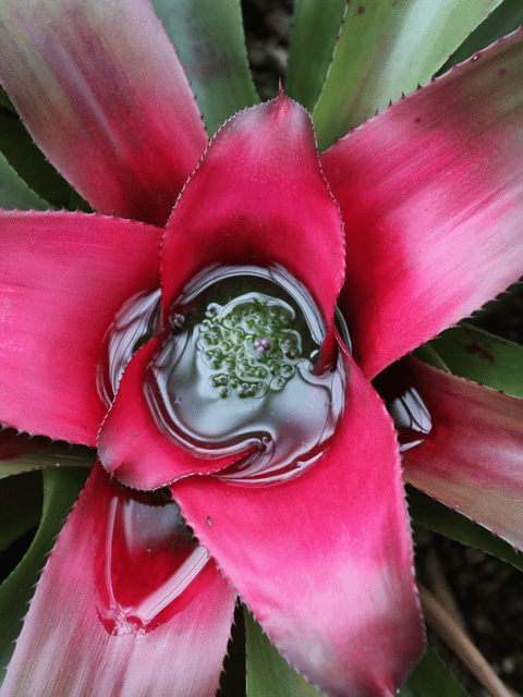 Bromeliad Neoregelia Carolinea (Painted Lady Bromeliad)