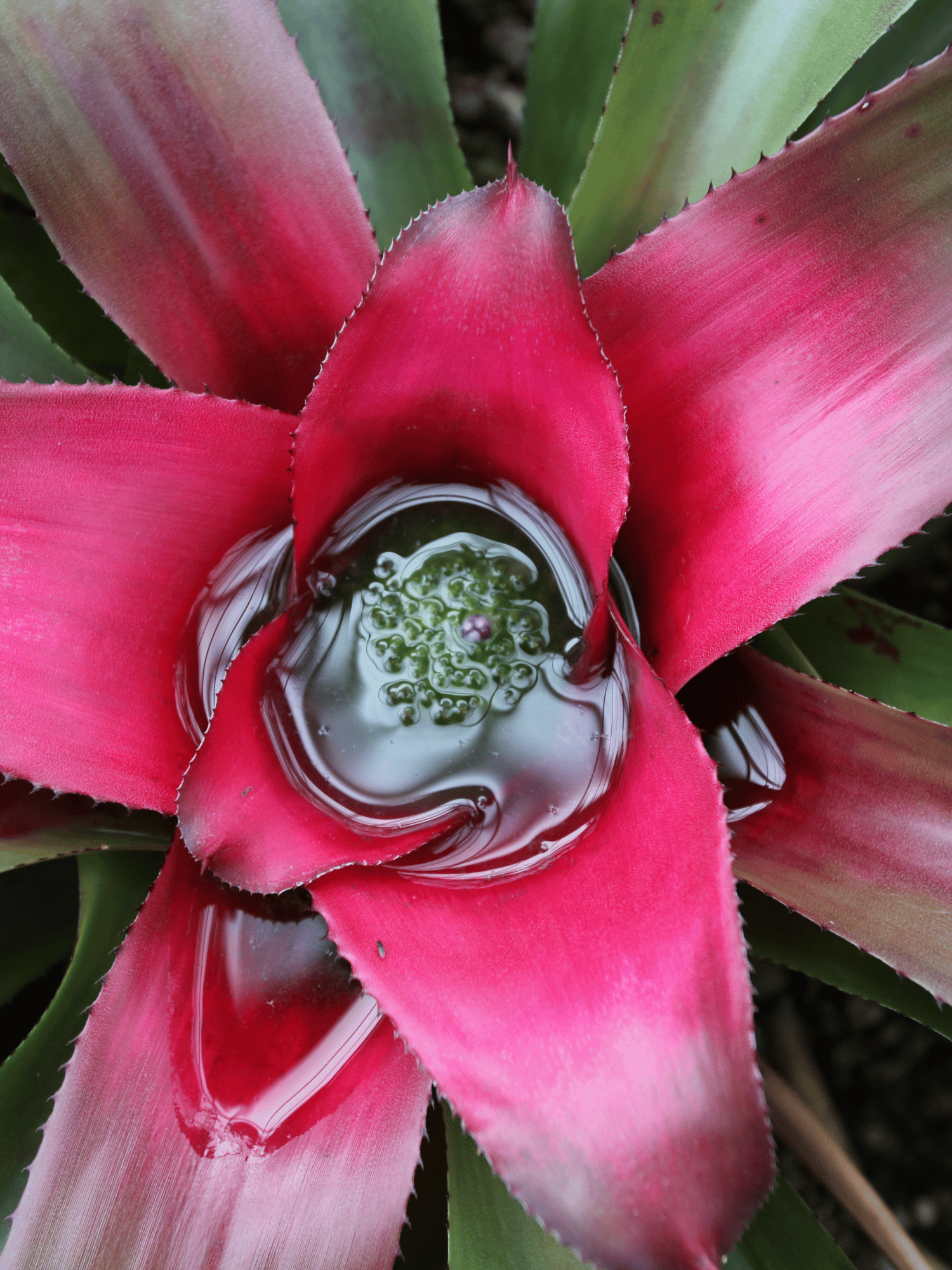Bromeliad Neoregelia Carolinea (Painted Lady Bromeliad)