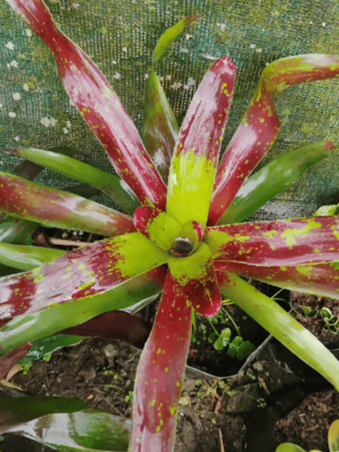 Neoregelia Marmorata -Tiger Striped Bromeliad Plant