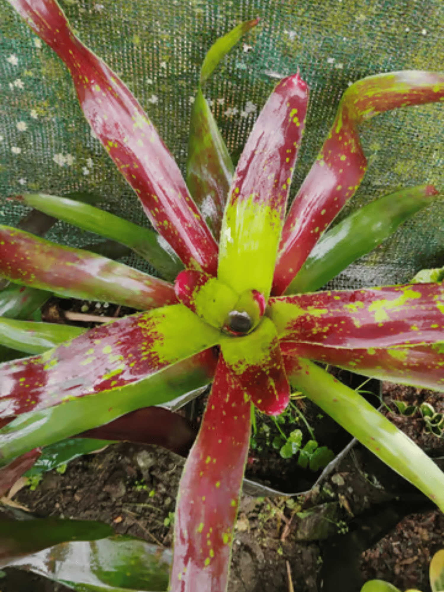 Neoregelia Marmorata -Tiger Striped Bromeliad Plant