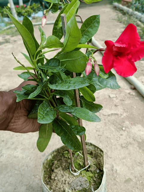 Red Mandevilla Flower Plant