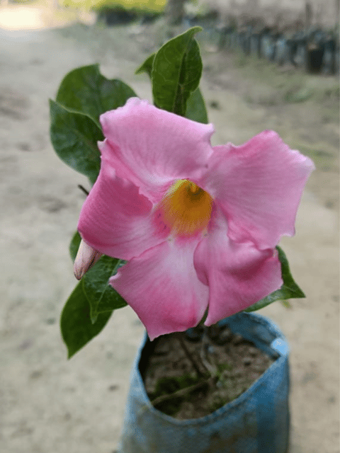 Pink Mandevilla Flower Plant