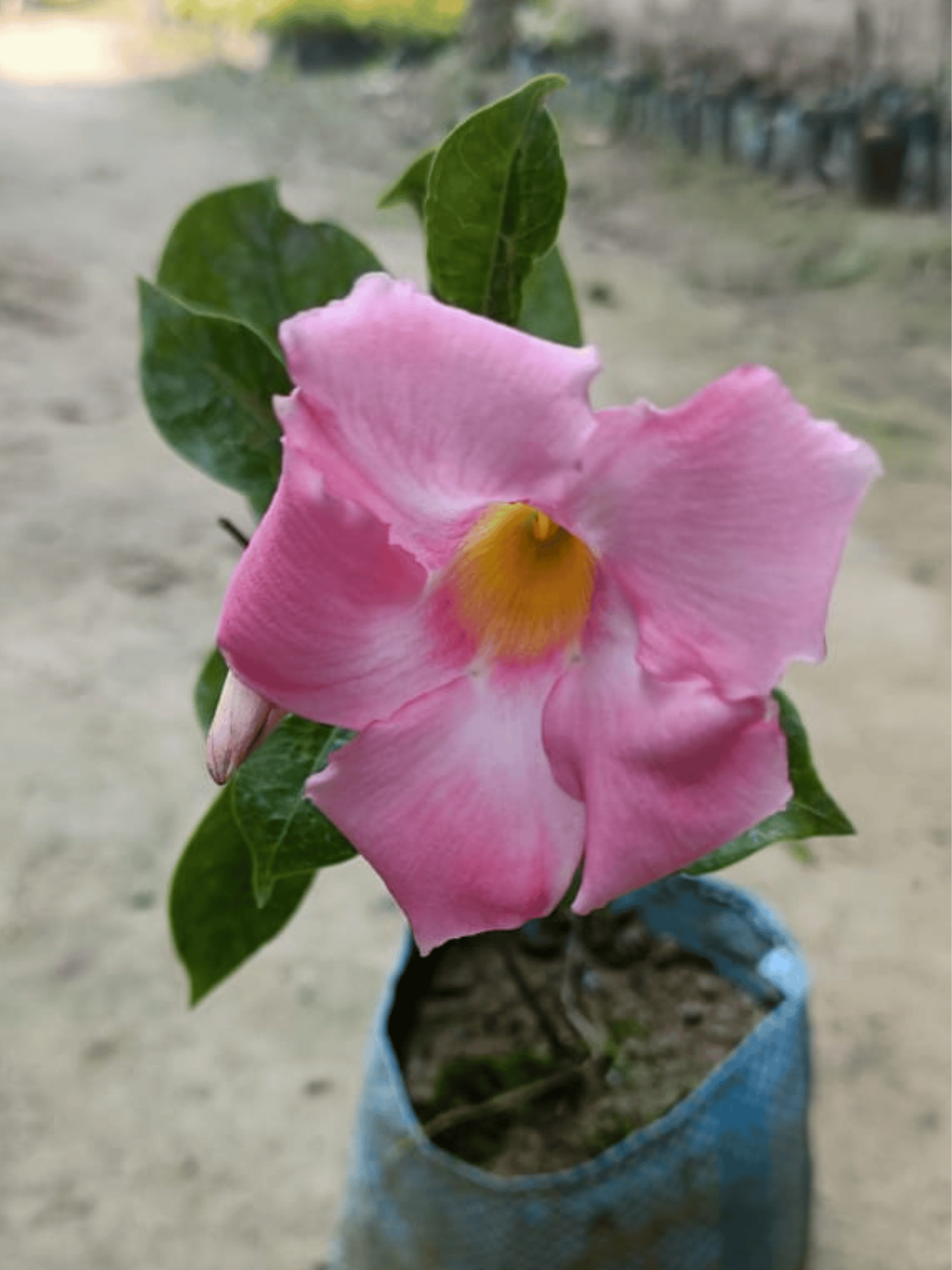 Pink Mandevilla Flower Plant