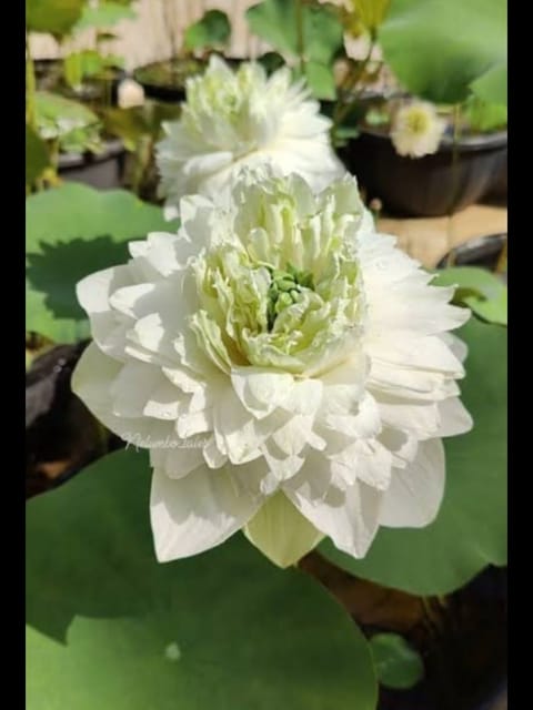 Bowl Lotus White Peony Tuber