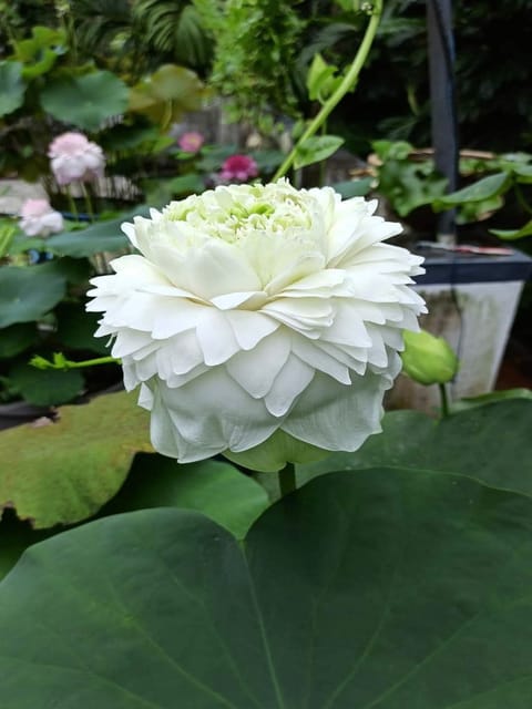 Bowl Lotus White Peony Tuber