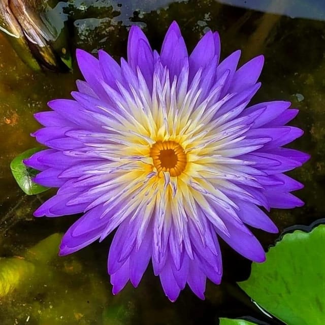 Nymphaea Nakhun - Tropical Waterlily Multi Petal