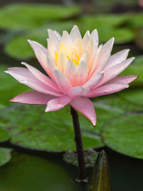 Nymphaea Tropical Sunset - Tropical Waterlily