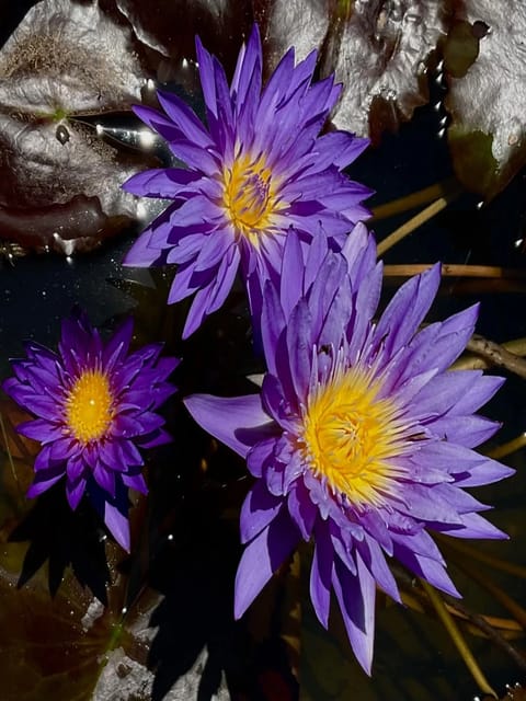Nymphaea Ultra Violet - Tropical Waterlily