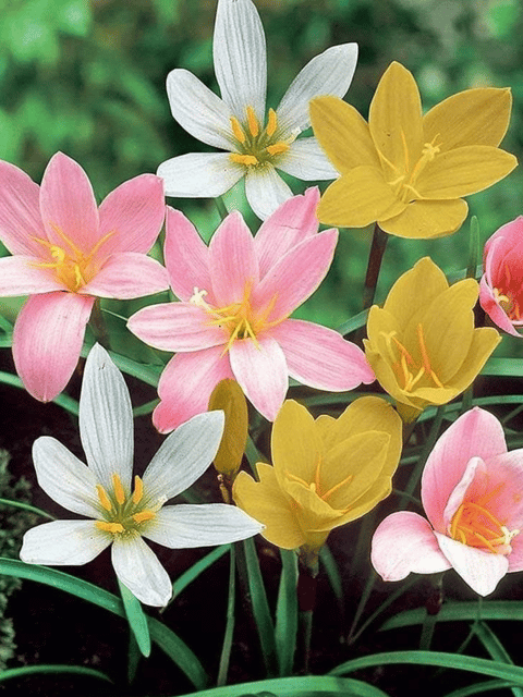 Eukarish / Amazon Lily Bulb Assorted (Set of 3)