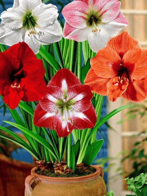 Amaryllis Lily Flower Bulb Assorted (Set of 3)