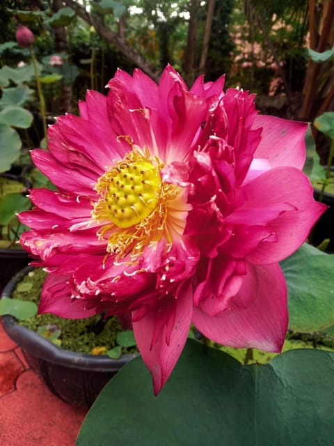 Bowl Lotus Red Peony