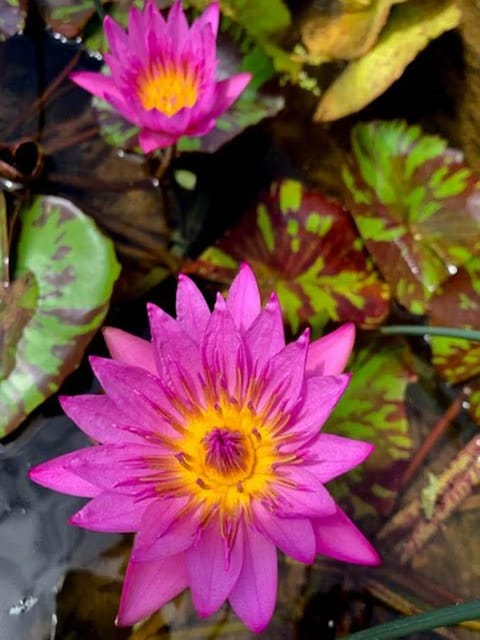 Nymphaea Queen Of Siam - Tropical Waterlily