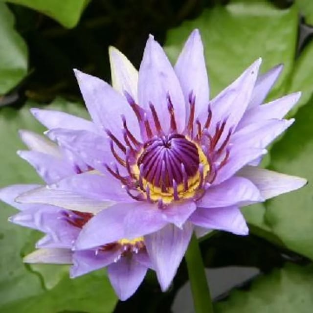 Nymphaea Purple Colorata - Tropical Waterlily
