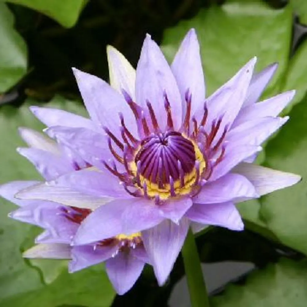 Nymphaea Purple Colorata - Tropical Waterlily