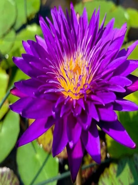 Nymphaea Plum Crazy - Tropical Waterlily