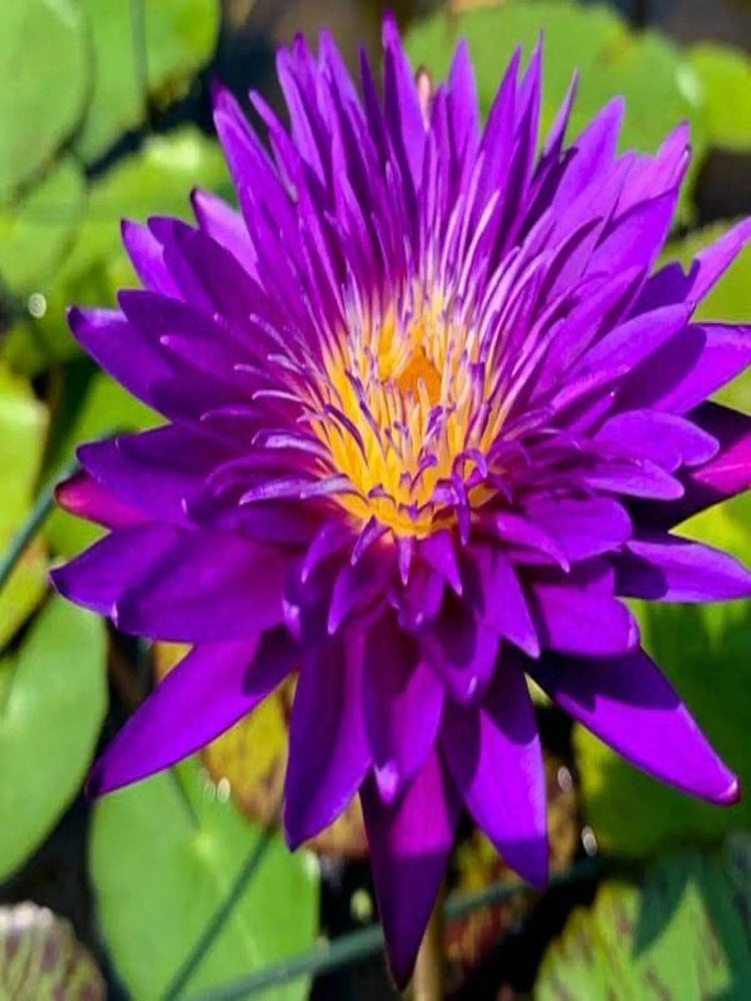 Nymphaea Plum Crazy - Tropical Waterlily